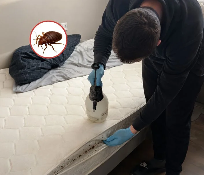 Technicien traitant un matelas contre les punaises de lit à Oncy-sur-École